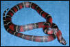 F Yearling Black Milk
