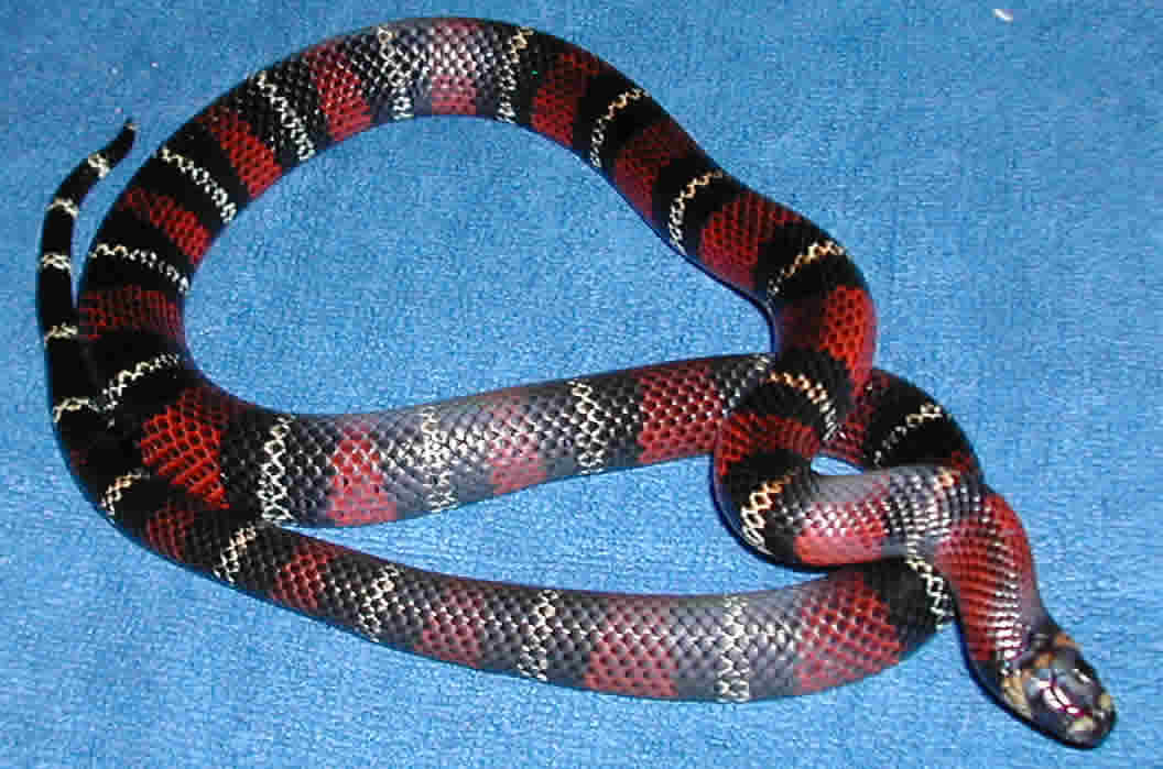 F Yearling Black Milk