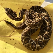 Crotalus cumanensis