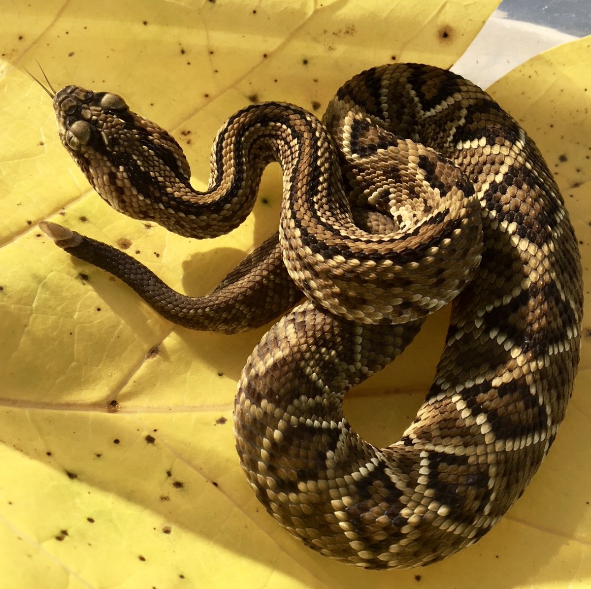 Crotalus cumanensis