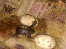 Florida Box turtles hatching