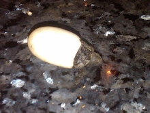 Florida Box Hatchling