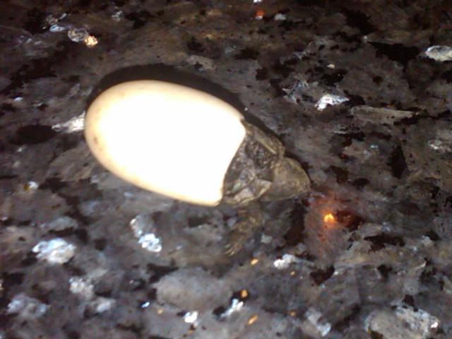 Florida Box Hatchling