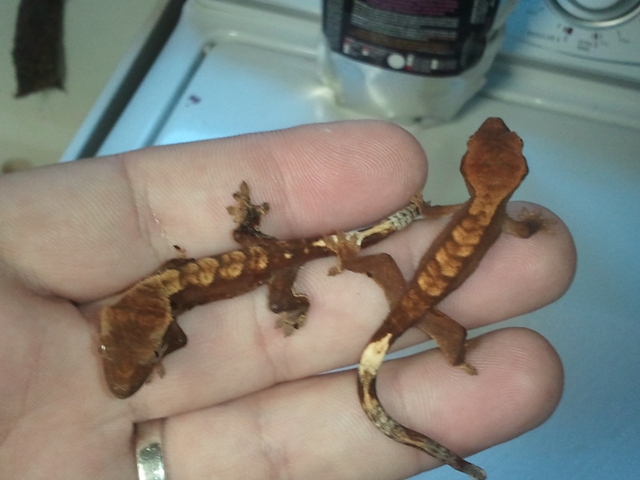 Hatched 8-5-11