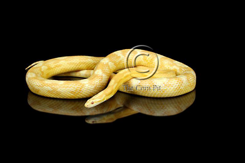 Butter Motley