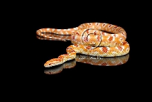 RO
