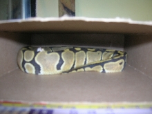 new ghost