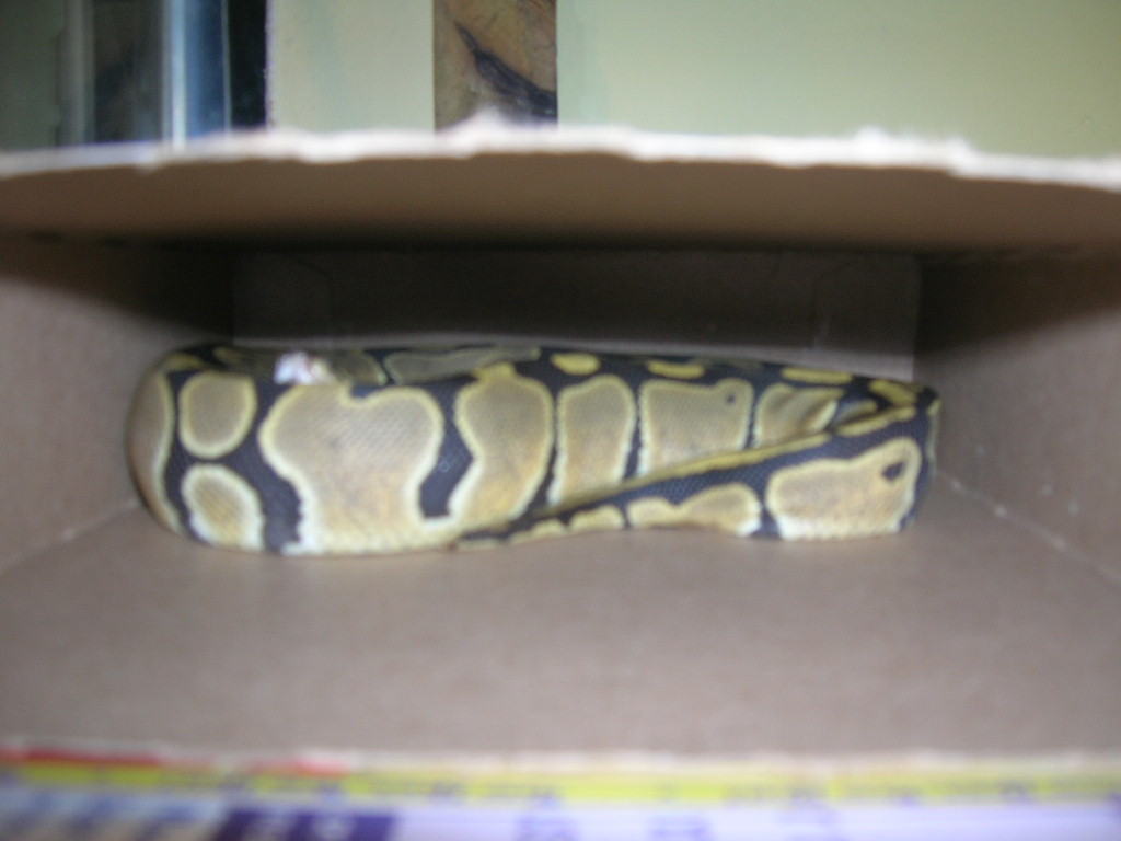 new ghost