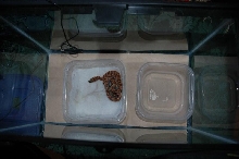 Amidala's hide box