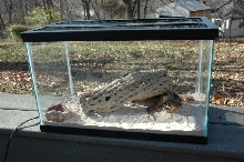 Padme&Anakin home