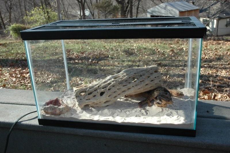 Padme&Anakin home