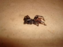 weird tarantula mutant?