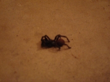 weird tarantula mutant pic 2