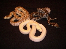 Leucistic and Co-Dom Leucy