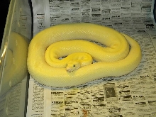Leucistic Burmese (pic 1)