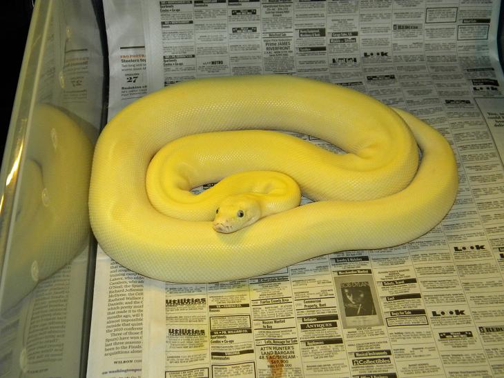 Leucistic Burmese (pic 1)