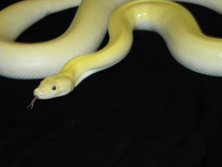 Leucistic Burmese (pic 2)