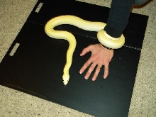 Leucistic Burmese (pic 3)
