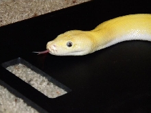 Leucistic Burmese (pic 4)