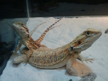my dragons