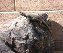 Ater female sunning