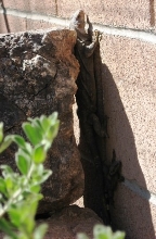 Ater female and hatchling