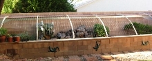 Lizard Garden