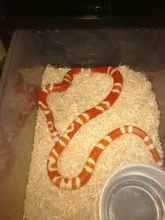 bi-color hondo