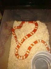 bi-color hondo