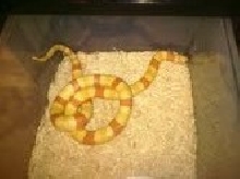 albino hondo