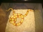 albino hondo
