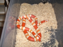 tangerine hondo 2