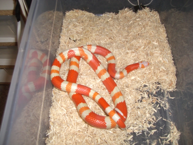 tangerine hondo 2