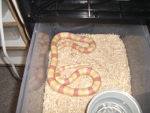 albino hondo 2
