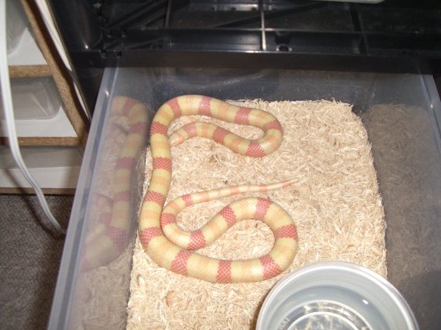 albino hondo 2