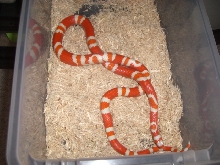 bi color hondo 2