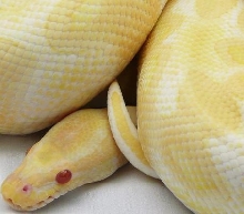 adult albino
