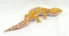 albino f