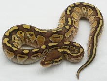 f0709 lesser