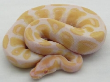 f1109 albino