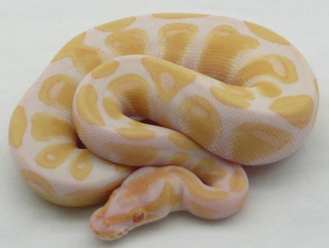 f1109 albino