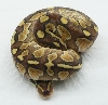 m0409 lesser
