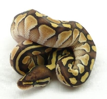 m0909 lesser