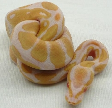 m1009 albino