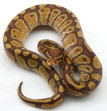 caramel 09