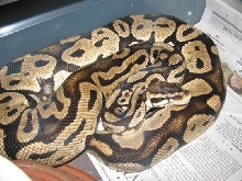 adult pastel male