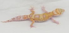 snowrapm