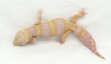 sunset female