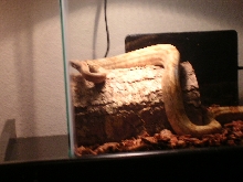Hogg Island Boa in cage