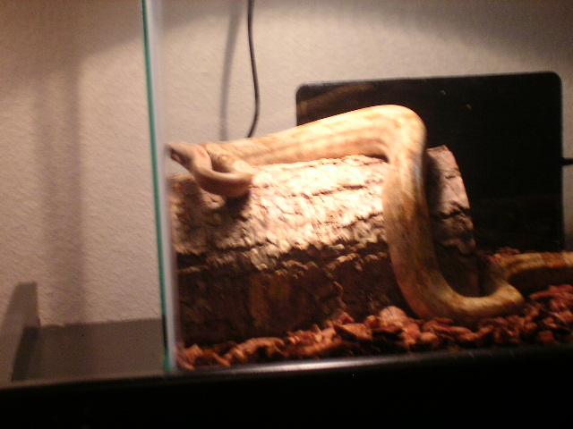 Hogg Island Boa in cage